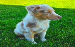 Miniature Australian Shepherd dogs for sale: Angel - Image 9