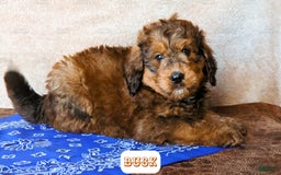 Bernedoodle dogs for sale: Buck - Image 5