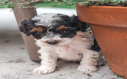 Miniature Poodle dogs for sale: Luna - Image 2