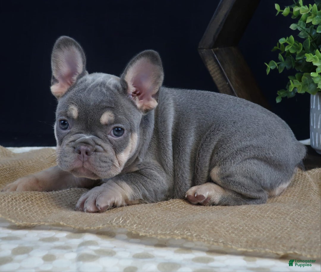 French Bulldog dogs for sale: Olivia - Image 2