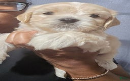 Cavapoo dogs for sale: Male 2 Bruno Jr - Image 6