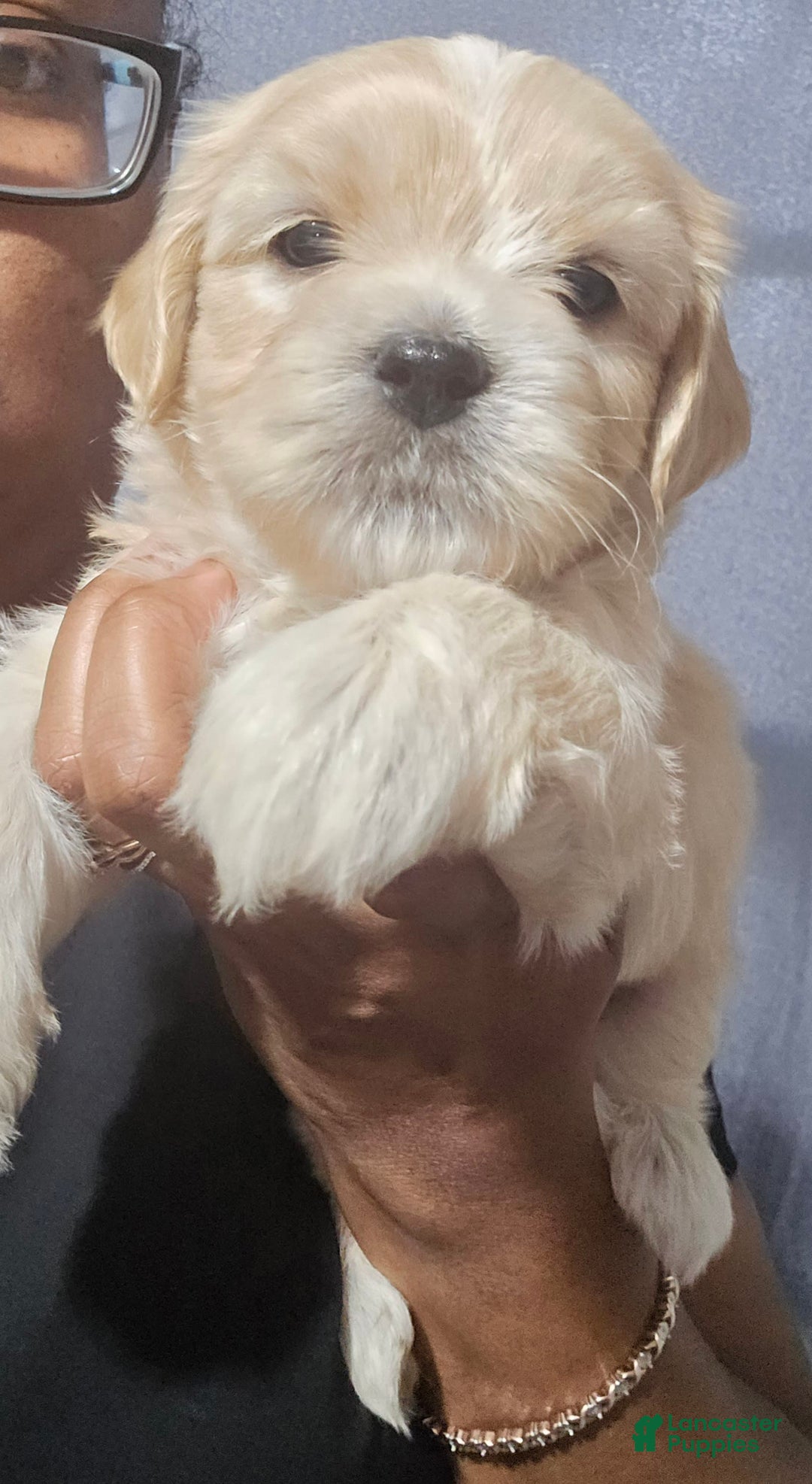 Cavapoo dogs for sale: Male 2 Bruno Jr - Image 6
