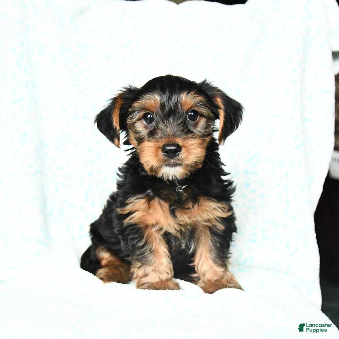 Yorkshire Terrier dogs for sale: Charlie - Image 3