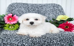 Teddy Bear dogs for sale: Cupcake - Image 1