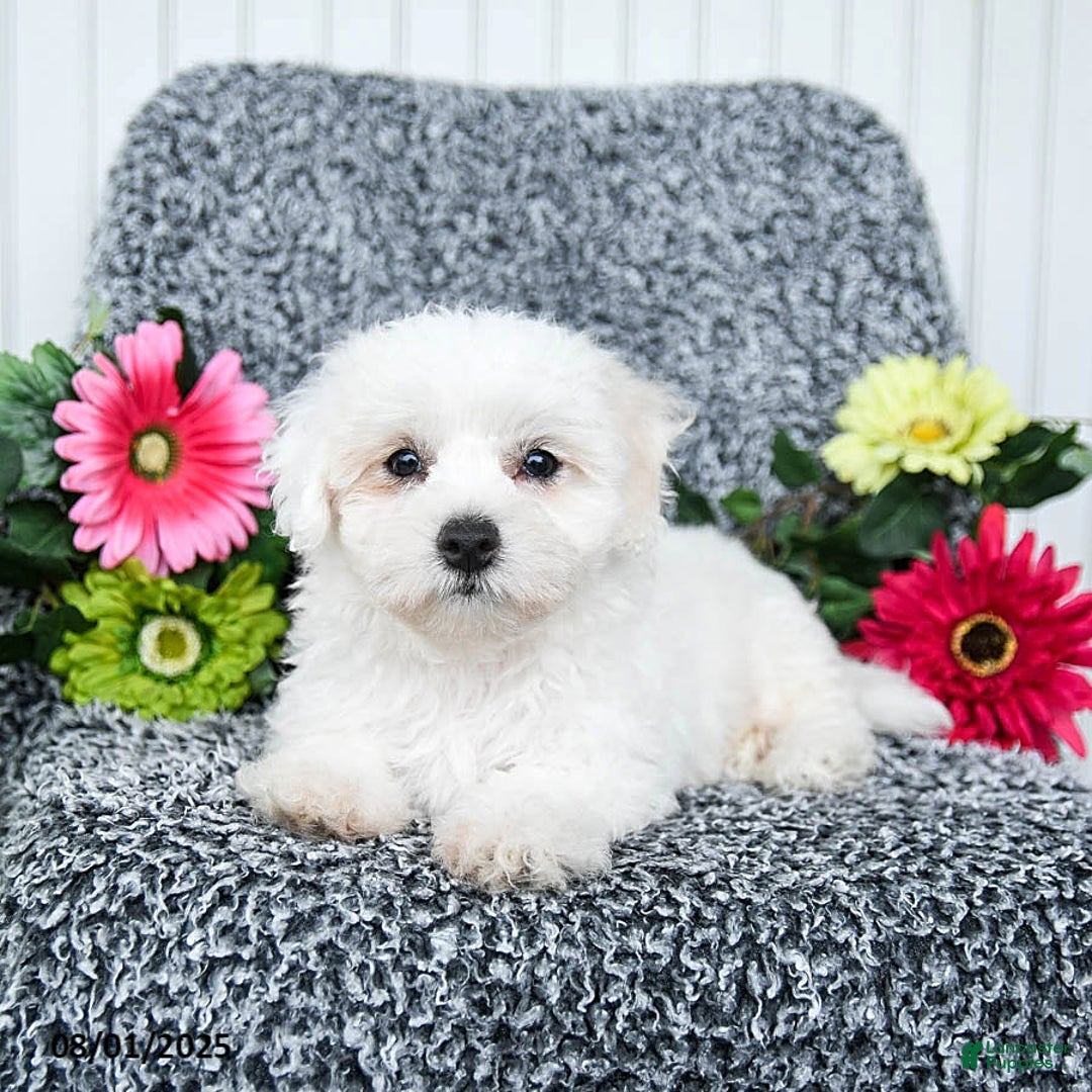 Teddy Bear dogs for sale: Cupcake - Image 1