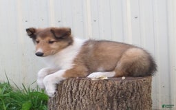 Collie dogs for sale: Arnold - Image 3