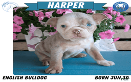 English Bulldog dogs for sale: Harper - Image 2