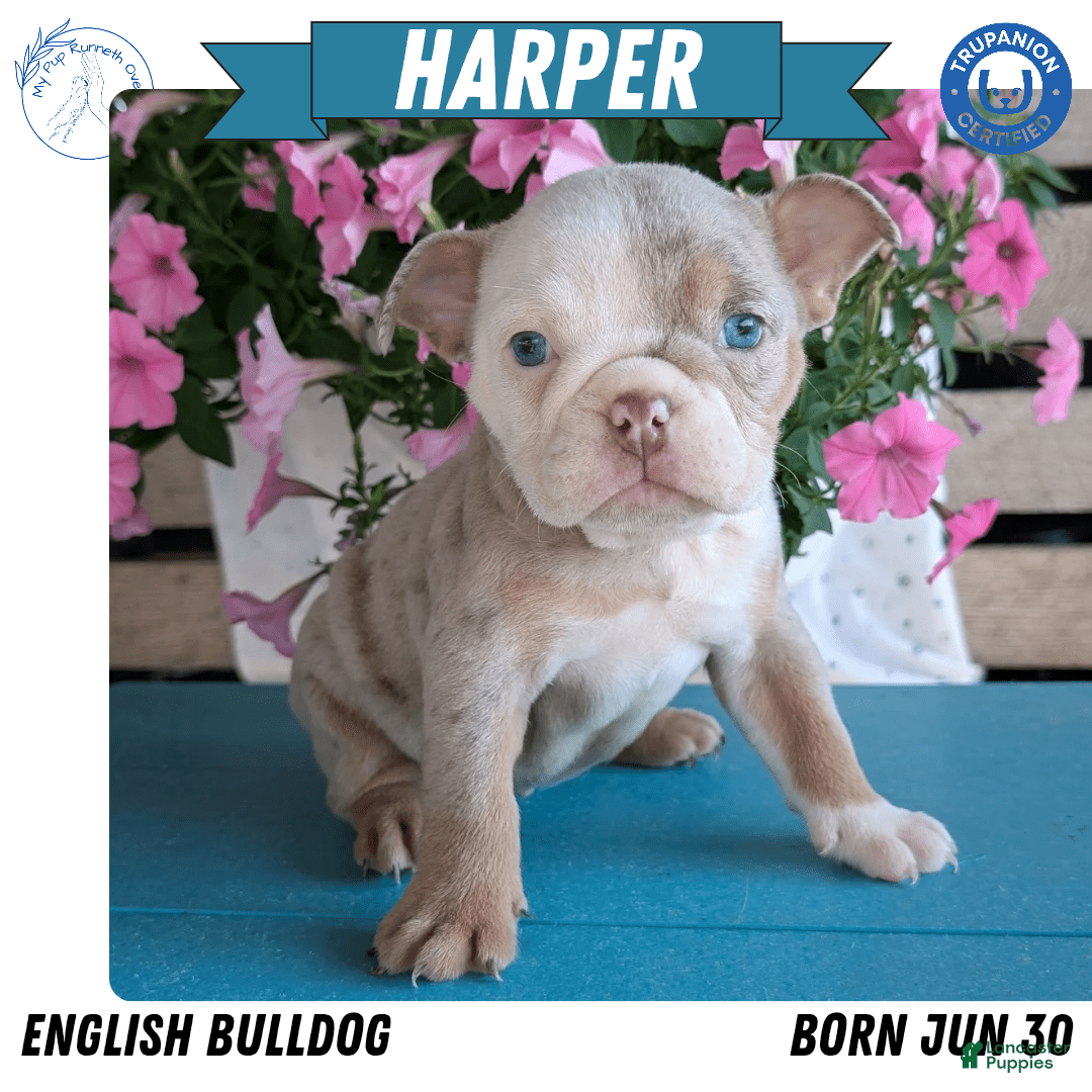 English Bulldog dogs for sale: Harper - Image 2