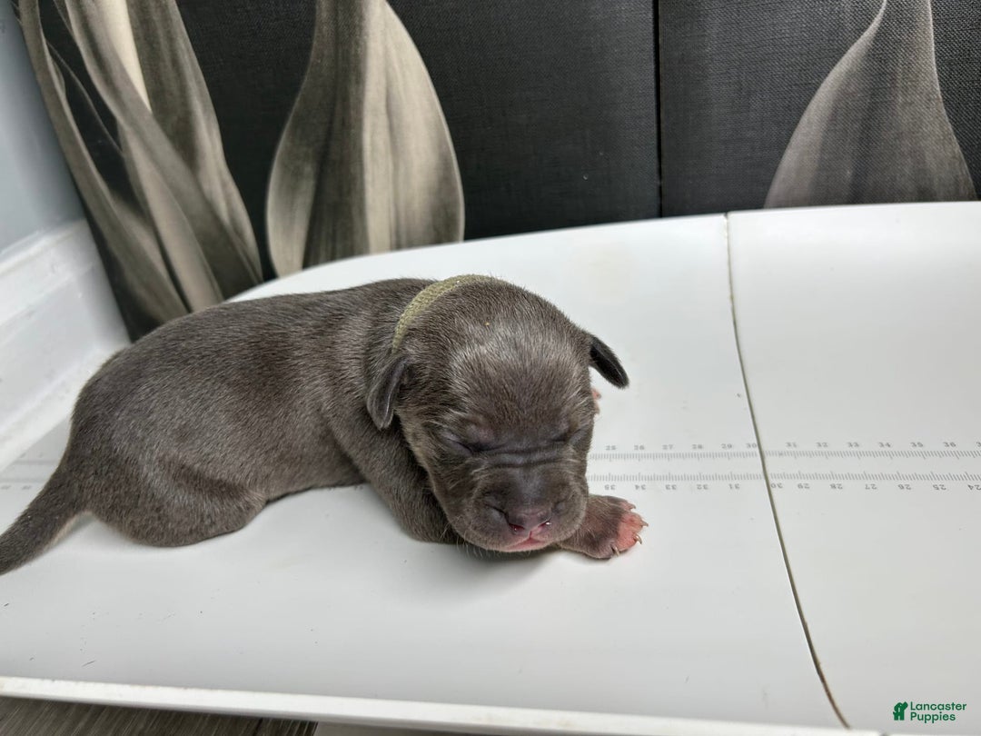 American Bully dogs for sale: Wolf - Image 12