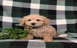 Miniature Poodle dogs for sale: Farley - Image 3