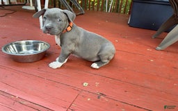 American Bully dogs for sale: Boss Baby - Image 8