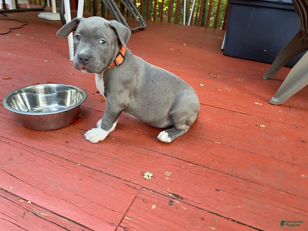 American Bully dogs for sale: Boss Baby - Image 8