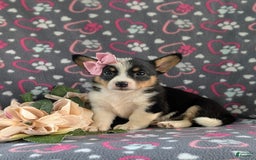 Welsh Corgi Pembroke dogs for sale: Kahlia - Image 2