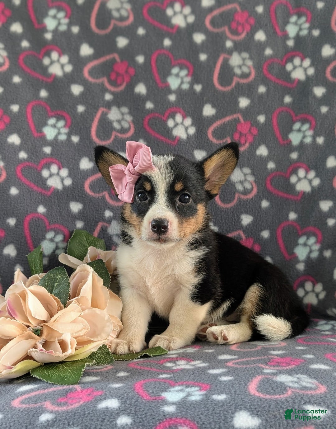 Welsh Corgi Pembroke dogs for sale: Kahlia - Image 2