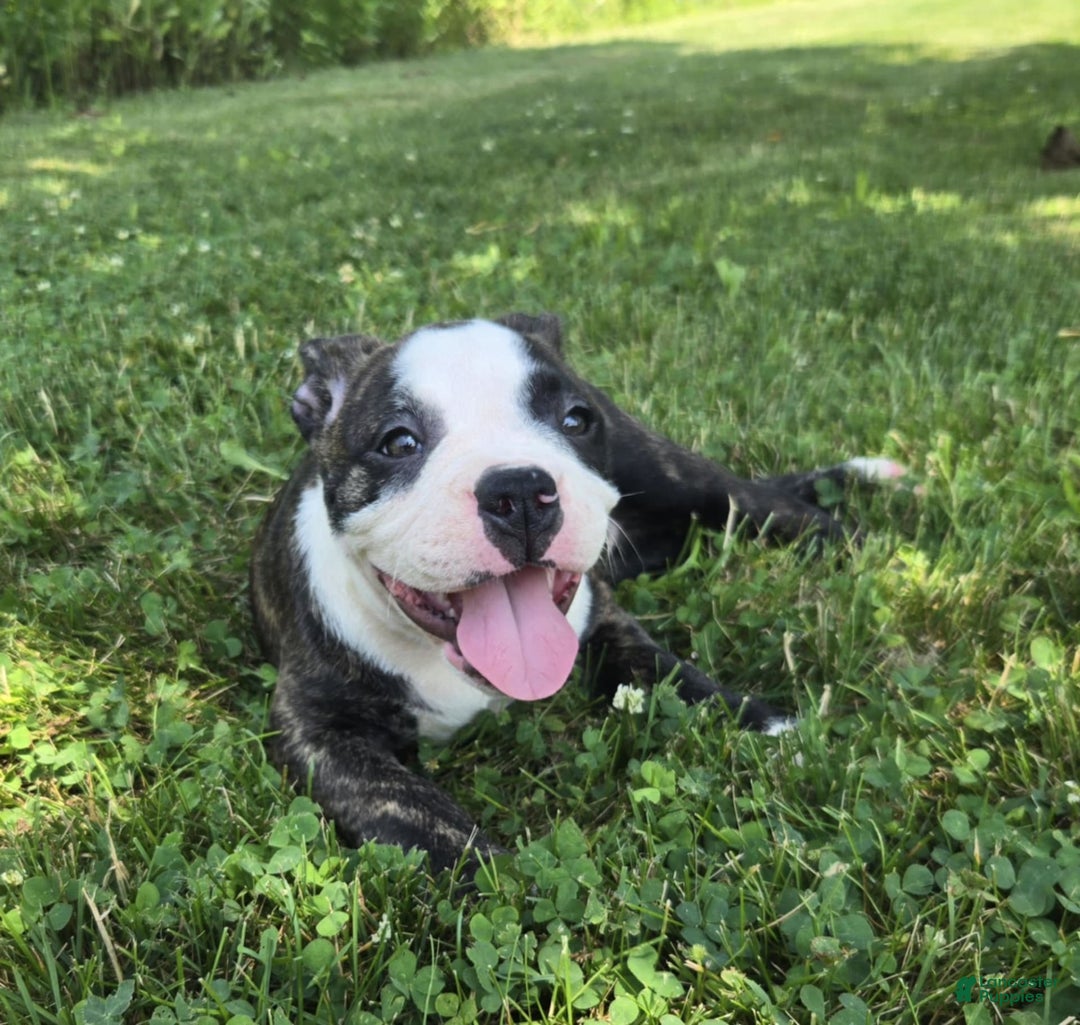 Olde English Bulldogge dogs for sale: Jp - Image 15