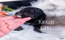 Mini Bernedoodle dogs for sale: Khalo - Image 4