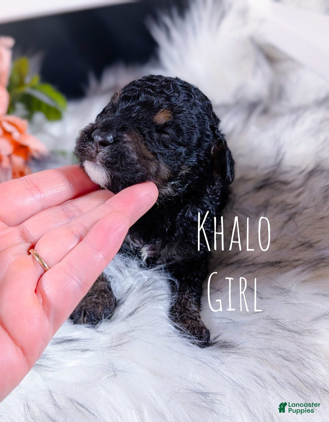 Mini Bernedoodle dogs for sale: Khalo - Image 4