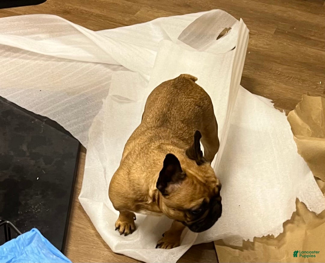 French Bulldog dogs for sale: Nylah - Image 1