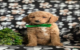 dogs for sale: Mini Goldendoodle 4 puppies - Image 19