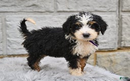 Bernedoodle dogs for sale: Findley - Image 1