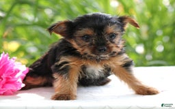 Yorkshire Terrier dogs for sale: Sage - Image 2