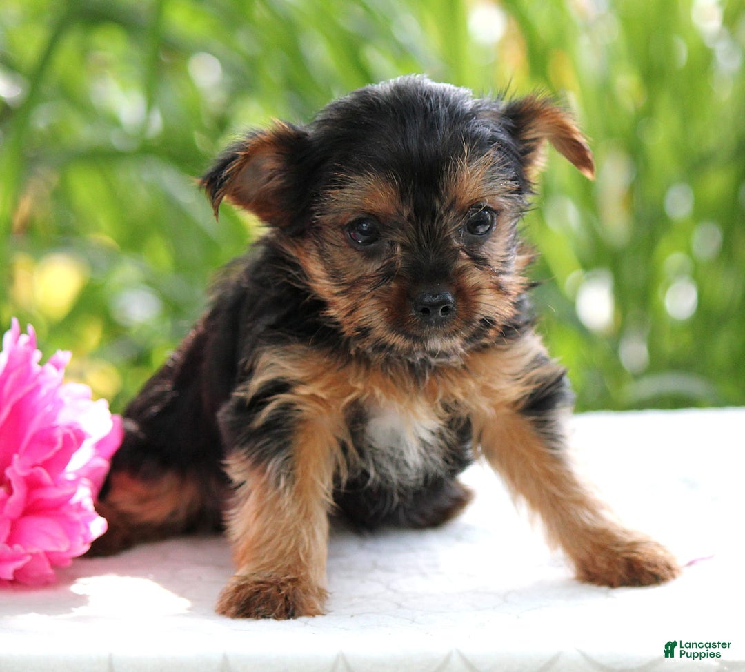 Yorkshire Terrier dogs for sale: Sage - Image 2