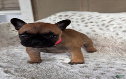 French Bulldog dogs for sale: Lacey - Image 1
