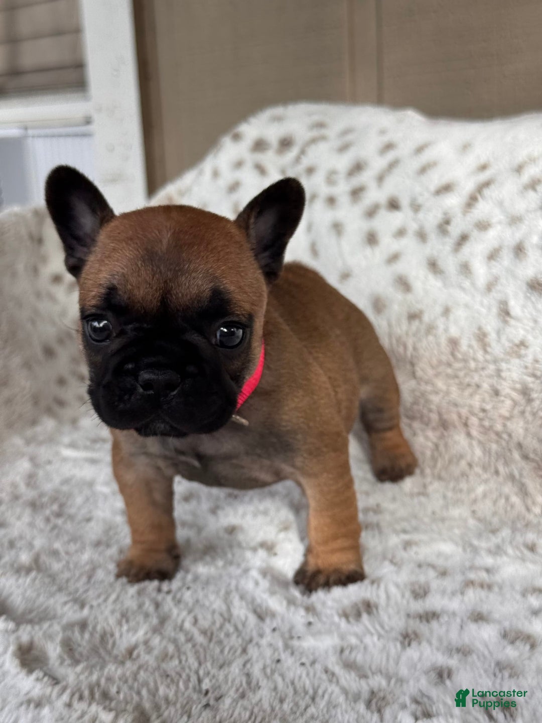 French Bulldog dogs for sale: Lacey - Image 1