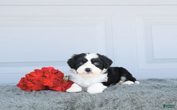 Miniature Bernese Mountain Dog dogs for sale: Twinkle - Image 3