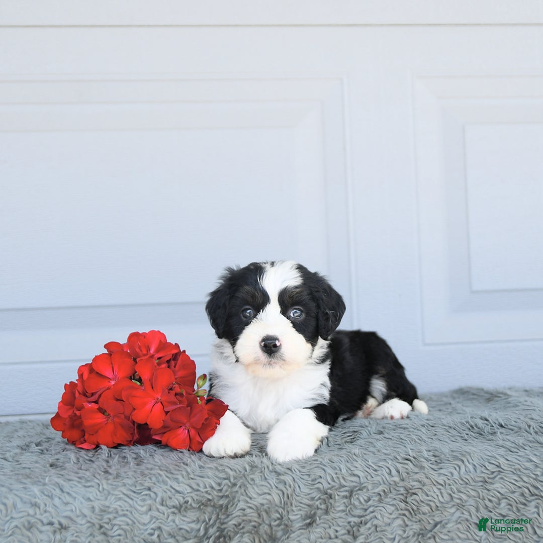 Miniature Bernese Mountain Dog dogs for sale: Twinkle - Image 3