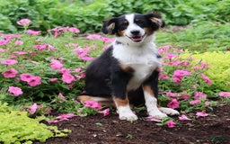 Miniature Australian Shepherd dogs for sale: Eisenhower - Image 24