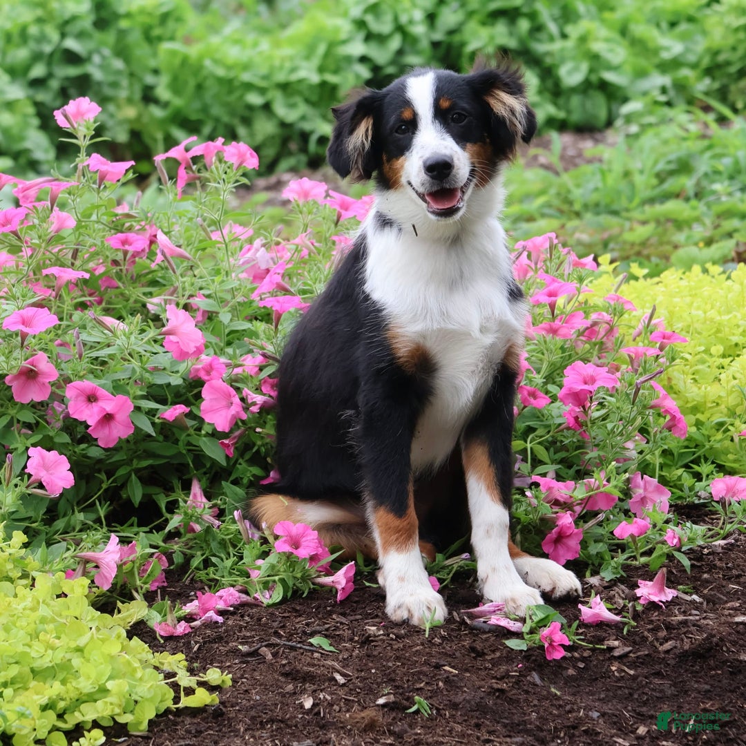 Miniature Australian Shepherd dogs for sale: Eisenhower - Image 24