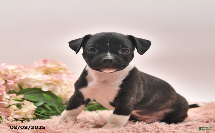 Boston Terrier dogs for sale - Ad 2