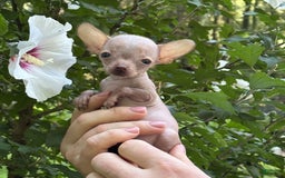 Chihuahua dogs for sale: Trumpette - Image 9