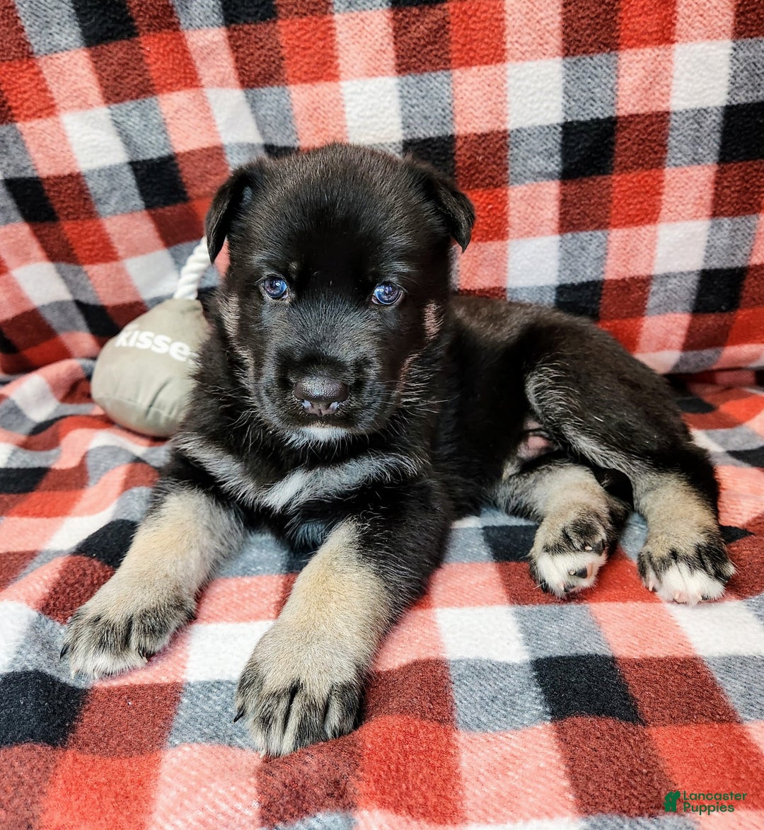 Gerberian Shepsky dogs for sale: Mateo - Image 3