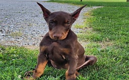 Doberman Pinscher dogs for sale: Mark - Image 1