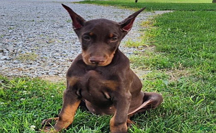 Doberman Pinscher dogs for sale - Ad 1