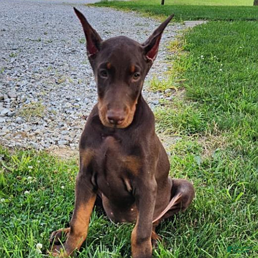 Doberman Pinscher dogs for sale: Mark - Image 1
