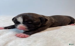 American Bully dogs for sale: Shadow - Image 1