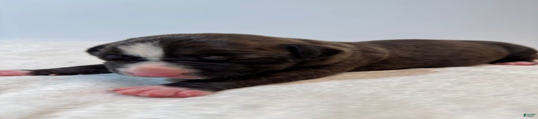 Shadow