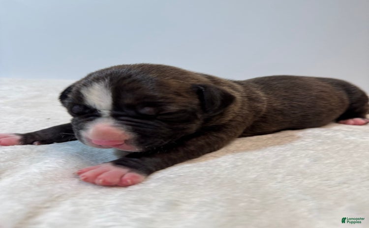 American Bully dogs for sale - Ad 1
