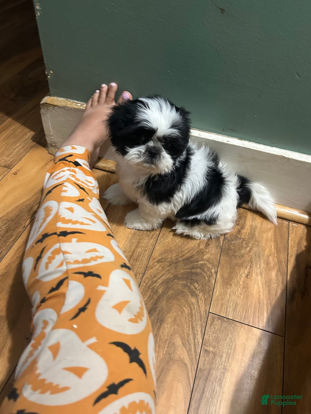 Shih Tzu dogs for sale: Shih Tzu 3 puppies - Image 10