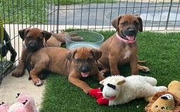 Rhodesian Ridgeback dogs for sale: Sandy - Image 4