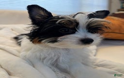 Yorkshire Terrier dogs for sale: Green - Image 1