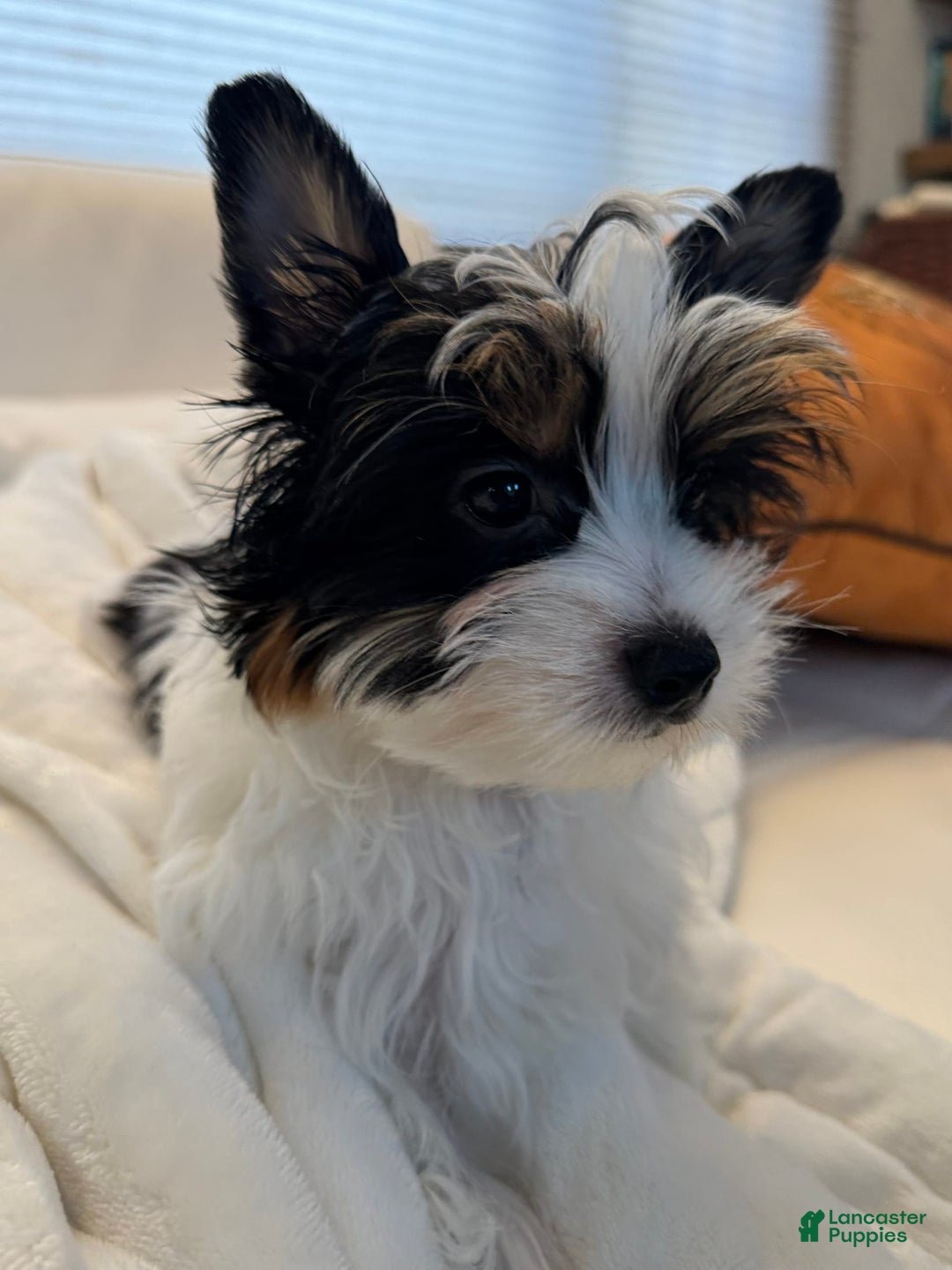 Yorkshire Terrier dogs for sale: Green - Image 1