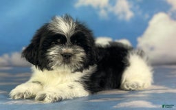 Shih Tzu dogs for sale: Oreo Aca - Image 2