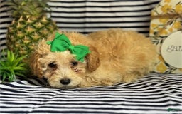 Miniature Poodle dogs for sale: Pammy - Image 1