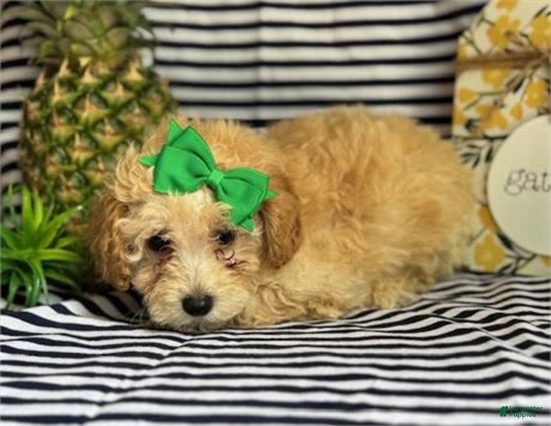 Miniature Poodle dogs for sale: Pammy - Image 1