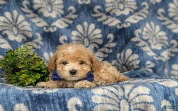 Maltipoo dogs for sale: Vaughn - Image 10