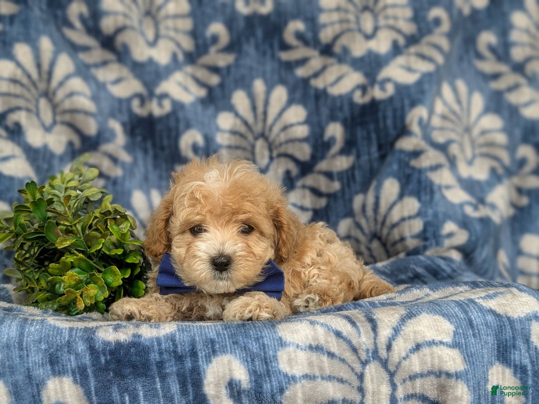 Maltipoo dogs for sale: Vaughn - Image 10